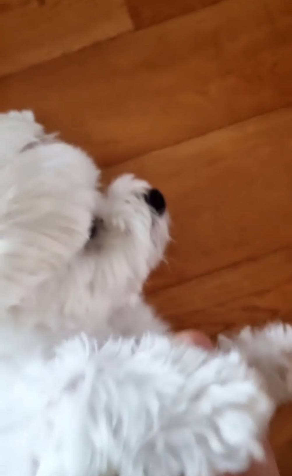 220617　ツイッター・インスタグラム訳